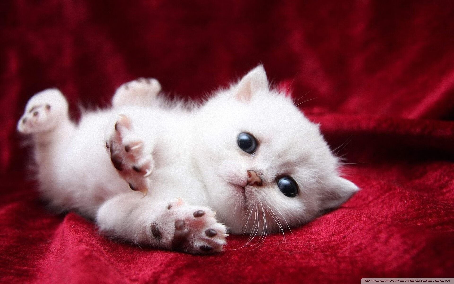 开云体育网页版入口-世界杯中国青年队逆袭 球员精神面貌焕然一新，世界杯中国队队员