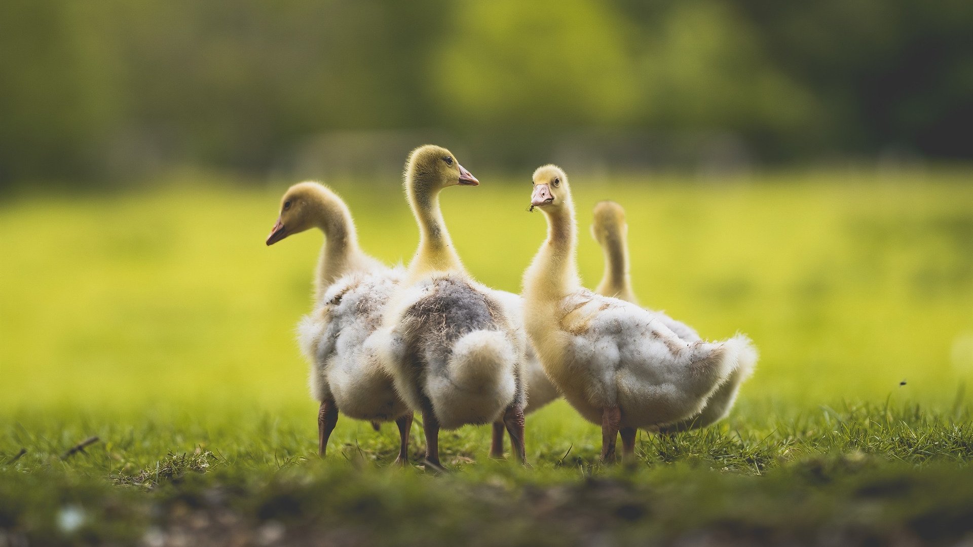 开云体育官网下载安装-亚洲杯中国队迎战 战术安排体现新思路，亚洲杯中国小组赛战罢